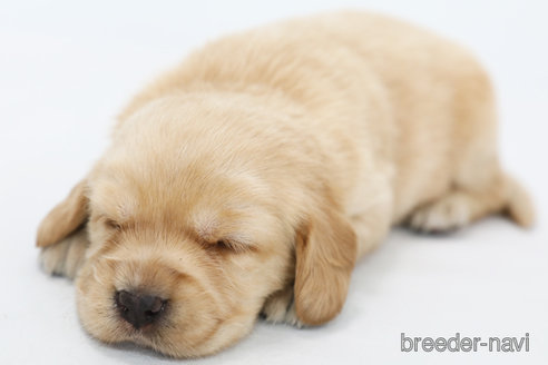 成約済の神奈川県のミックス犬-316602